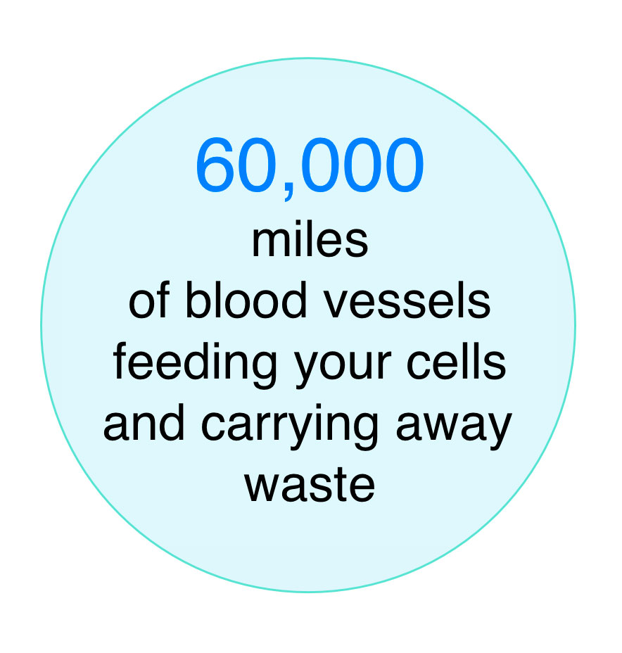 Text chart about 60,000 miles of blood vessels