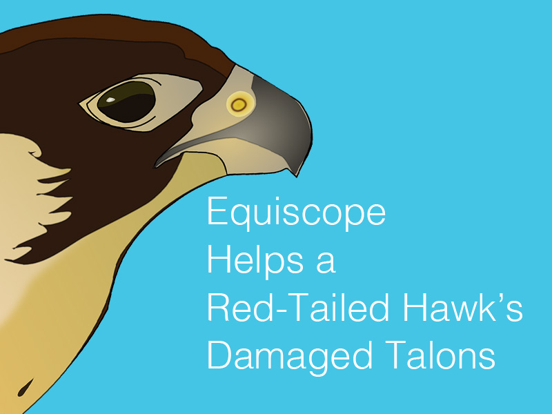 graphic of hawk to illustrate how Equiscope helps an injured red tailed hawk