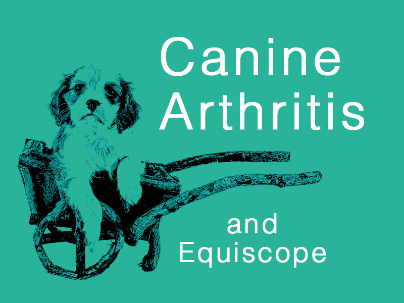 dog in wheelbarrow to illustrate how Equiscope helps with canine arthritis