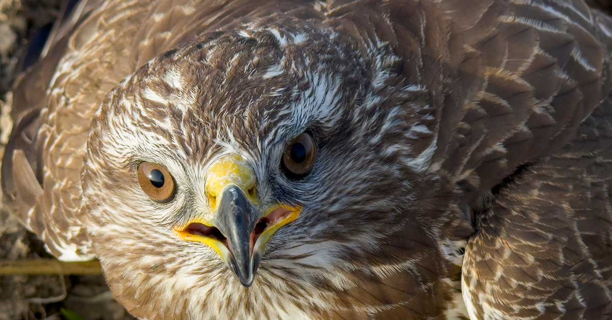 Equiscope Helps a Hawk’s Damaged Talons