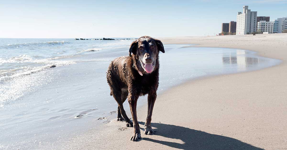 Equiscope Therapy Helps Canine Arthritis