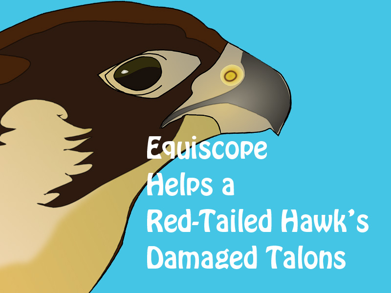 Hawk's head to illustrate how Equiscope helped his damaged talons to heal