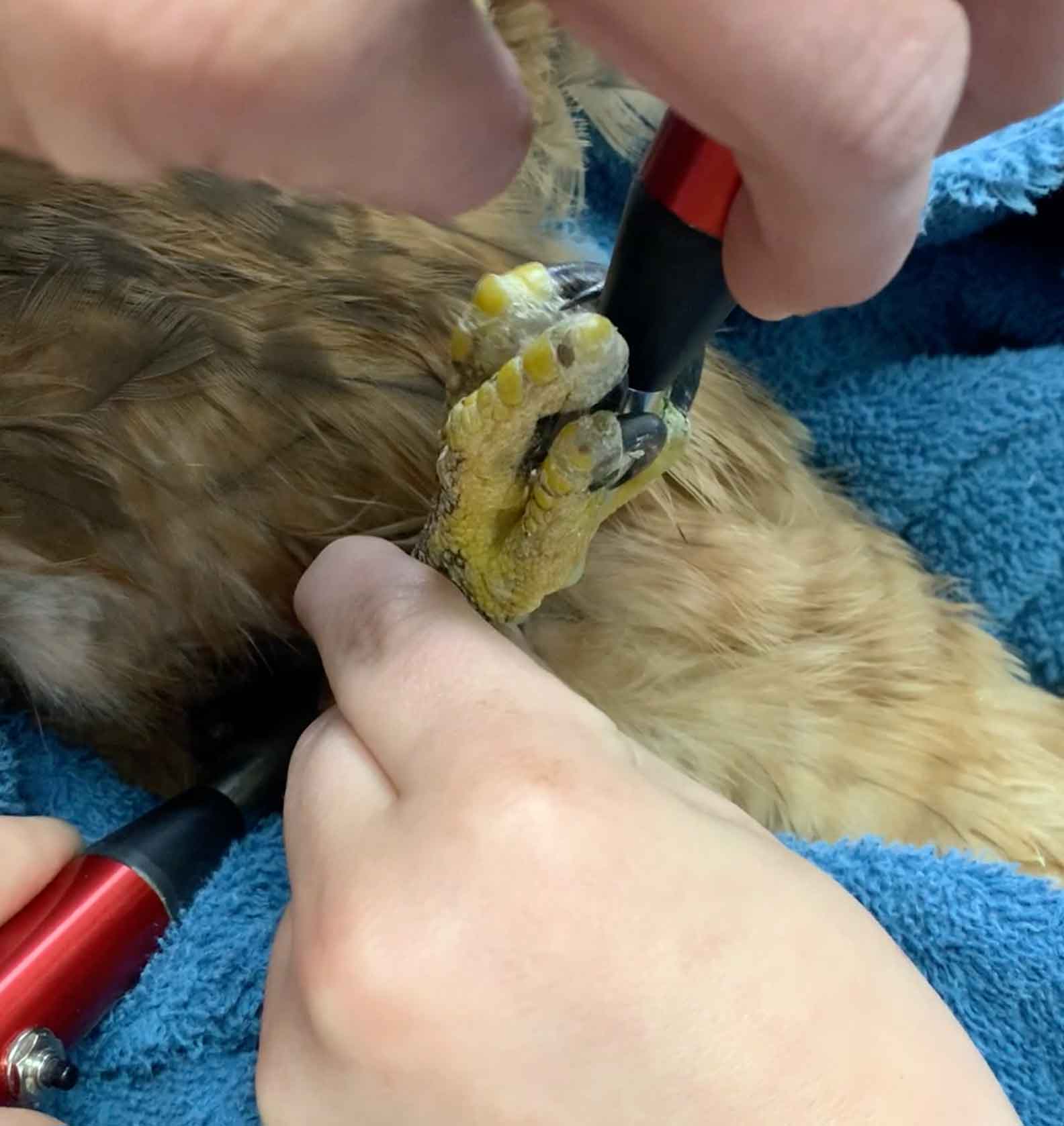 Equiscope therapy being applied to a hawk's talons