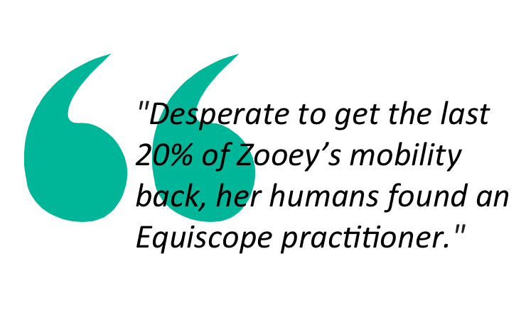 Pullquote about finding an Equiscope practitioner to help the dog with canine arthritis