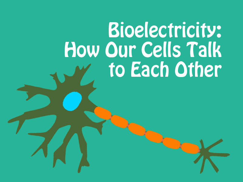 graphic of cells to illustrate how cells use bioelectricity to communicate