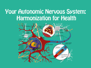diagram of nerves to illustrate autonomic nervous system information