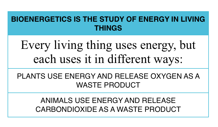 Textual reminder of bioenergetis and how living things use energy