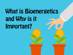 human hand admiring some flowers to illustrate bioenergetics