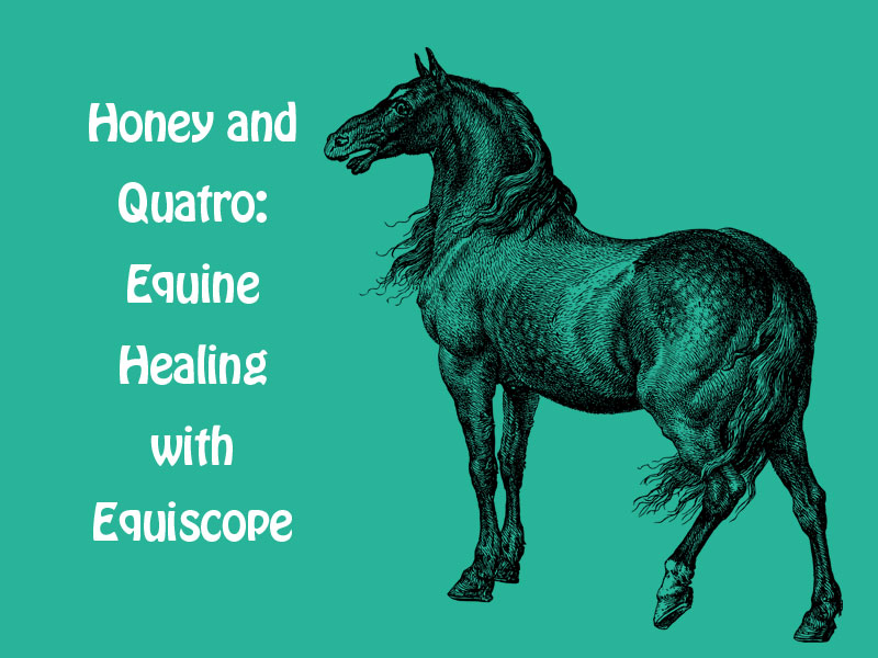 Line drawing of a horse to illustrate equine healing with Equiscope