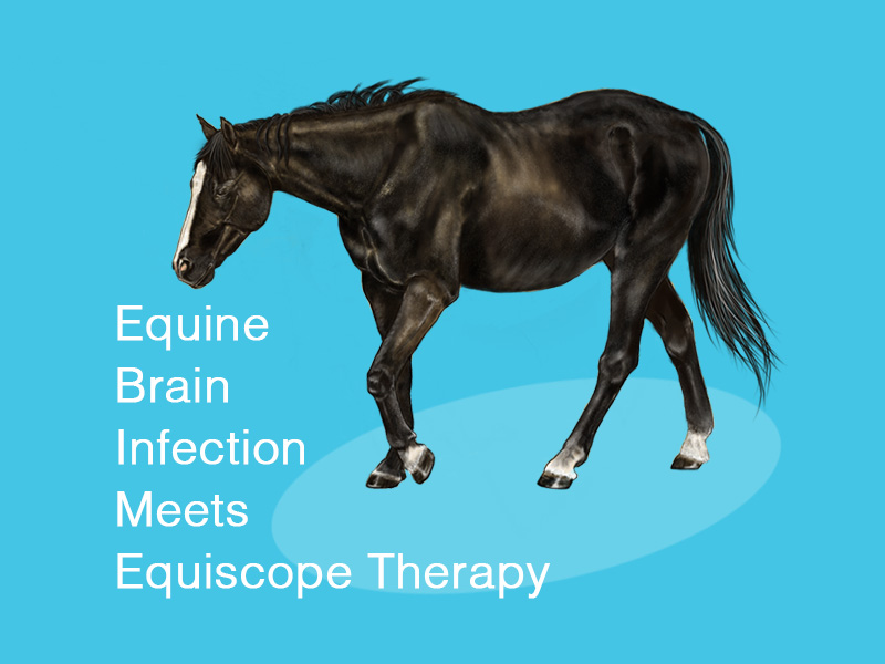 horse image to illustrate a case of equine brain infection