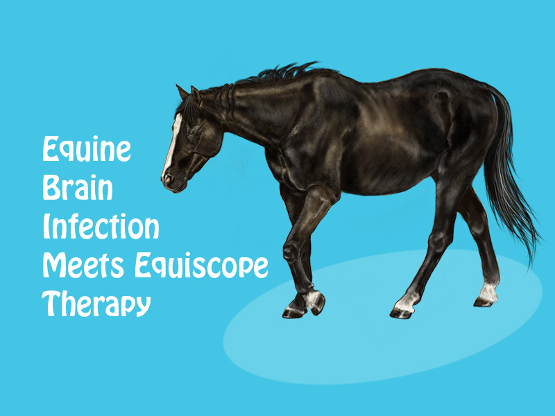 horse image to illustrate equine brain infection