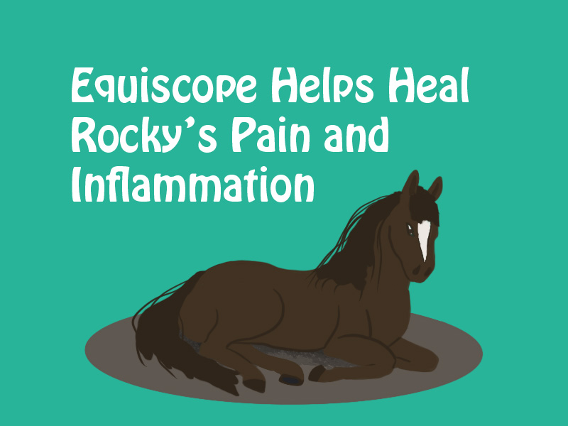 horse sitting quietly to illustrate relief from pain and inflammation