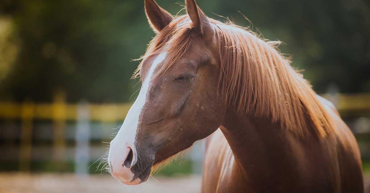 Equine Brain Infection Meets Equiscope Therapy