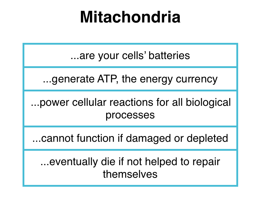 chart explaining mitachondria to illustrate Electro-Equiscope help