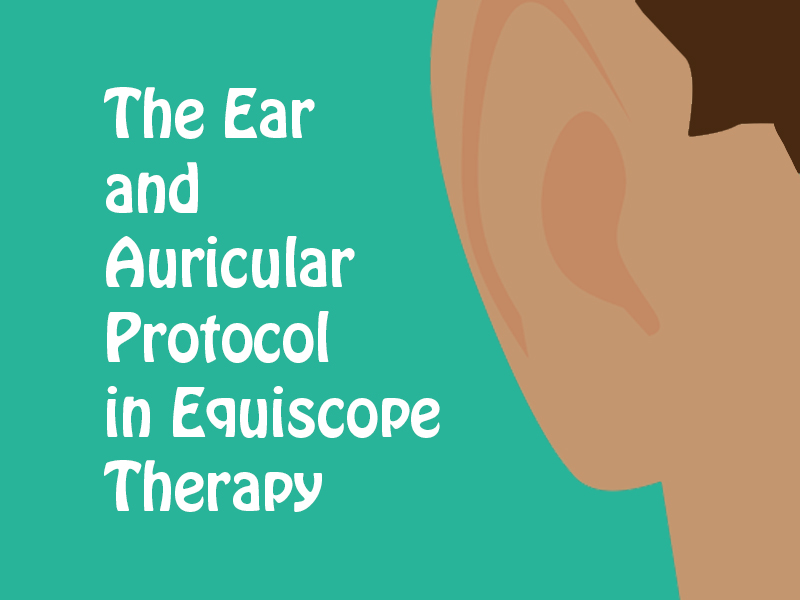 graphic of an ear to illustrate the auricular protocol
