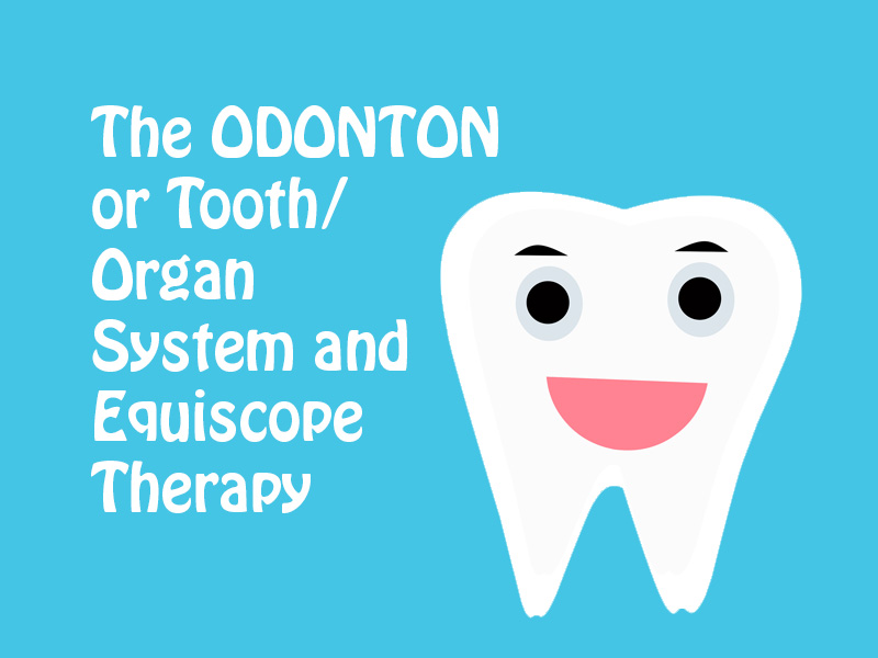 cartoon of happy tooth to illustrate the odonton tooth/organ system