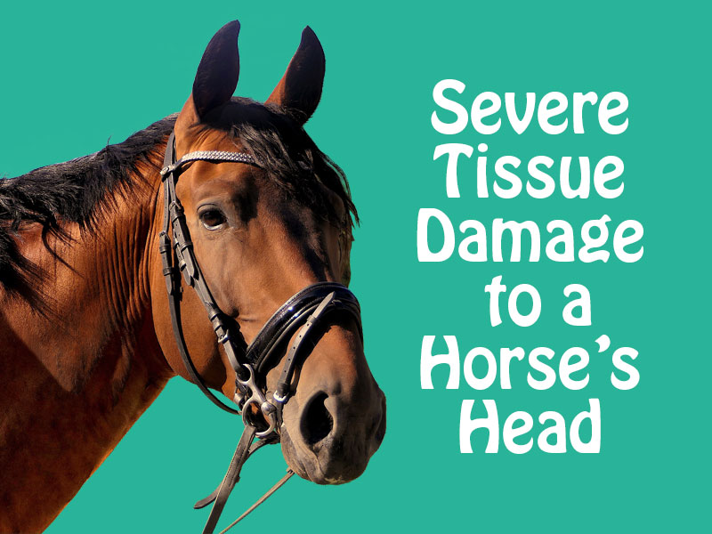horse's head to illustrate equine severe tissue damage