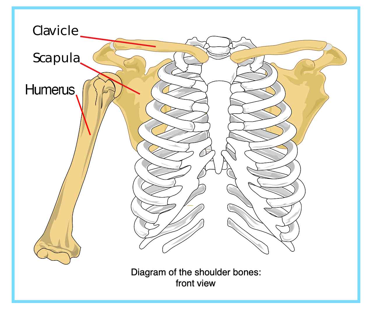 diagram showing placement of shoulder bones that can be affected by lifting heavy weights
