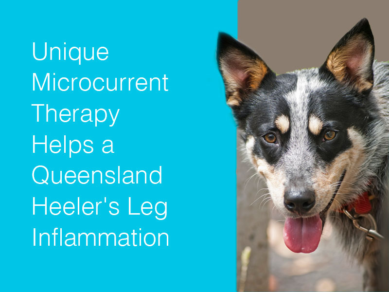 Queensland heeler dog to illustrate microcurrent therapy on canine leg inflammation