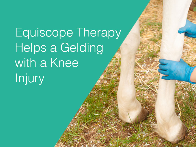 horse legs to illustrate reducing inflammation in a knee injury
